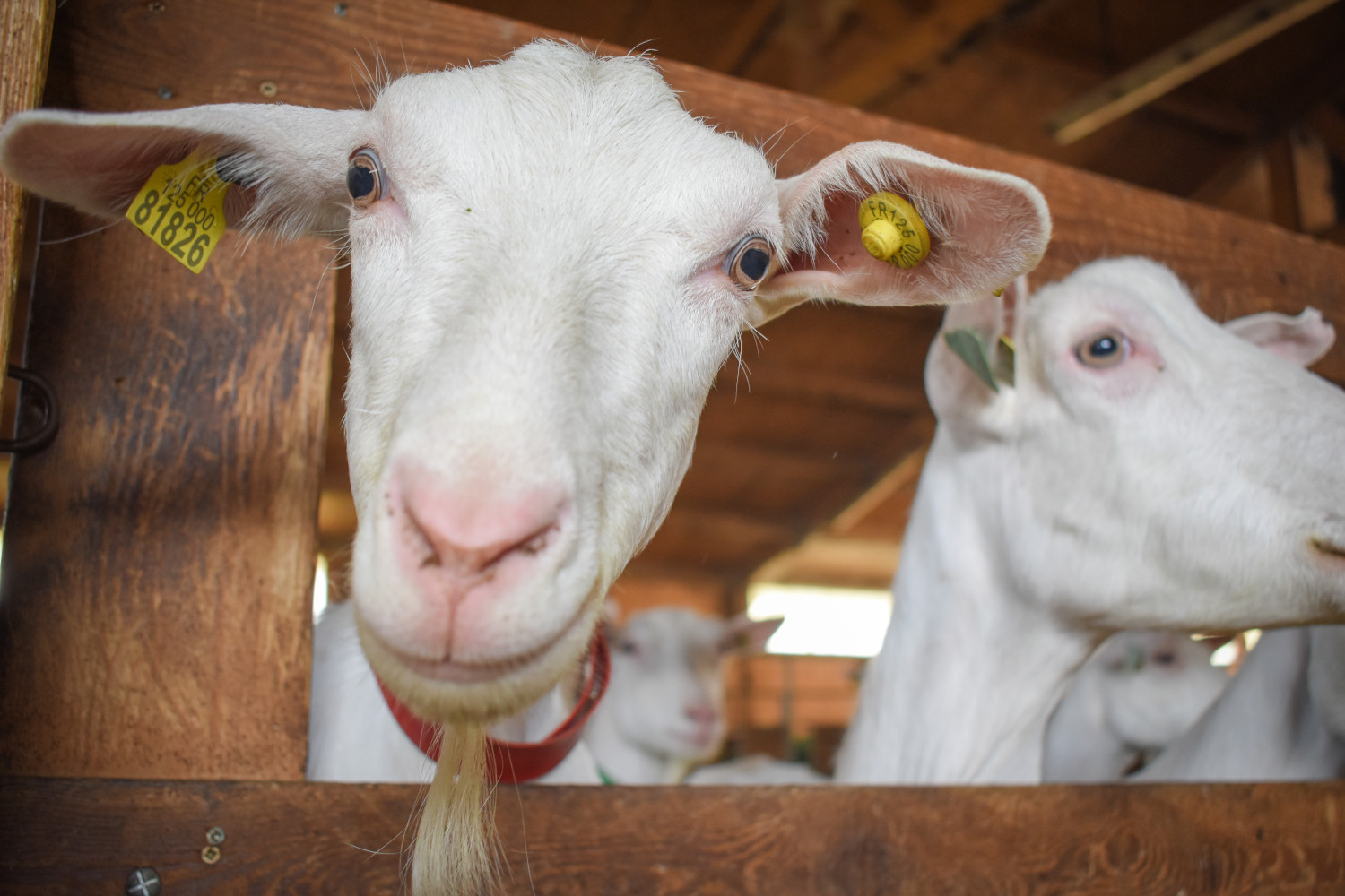 Visite du GAEC du Bois noir Ancelle Mairie Champsaur Valgaudemar Hautes Alpes Ancelle Station