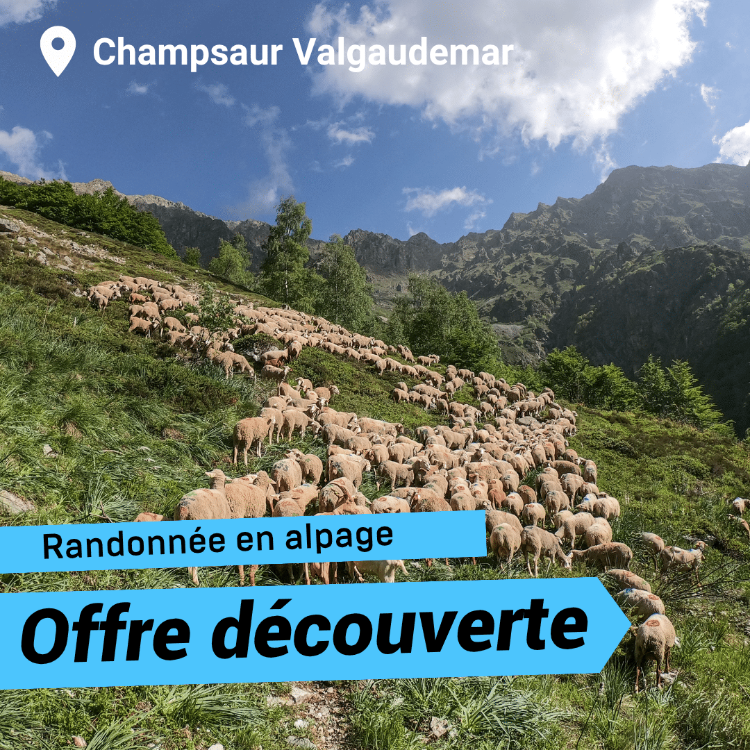 Offre découverte : Rencontres en alpage à Ancelle_Ancelle Ancelle Mairie Champsaur Valgaudemar Hautes Alpes Ancelle Station